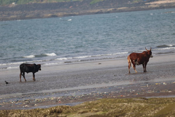 Cow in the Beach India