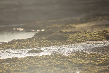 Hindistan sahilinde, taşın üzerinde yeşil yosun.