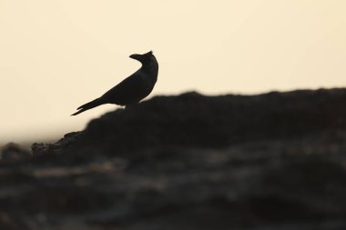 Kumsal taşındaki karga