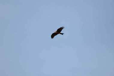 Kuş Kartal gökyüzünde uçuyor