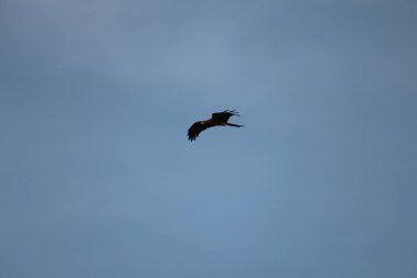 Kuş Kartal gökyüzünde uçuyor