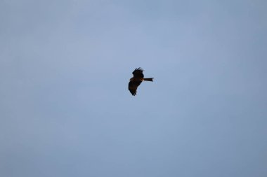 Kuş Kartal gökyüzünde uçuyor