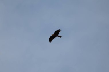 Kuş Kartal gökyüzünde uçuyor