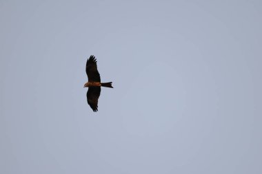 Kuş Kartal gökyüzünde uçuyor