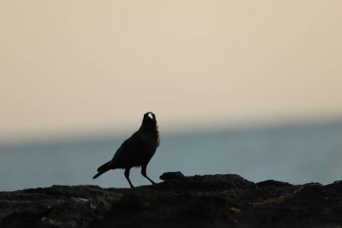 Kumsal taşındaki karga