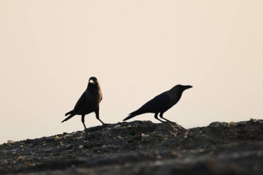 Kumsal taşındaki karga