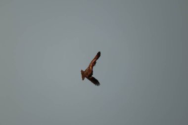 Kuş Kartal gökyüzünde uçuyor