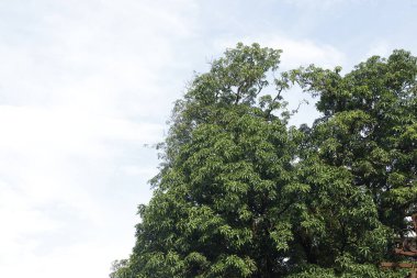 Hint İlaçlı Bitki Yaprakları makro shot 'ı