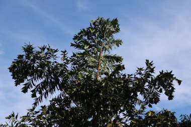 Hint İlaçlı Bitki Yaprakları makro shot 'ı