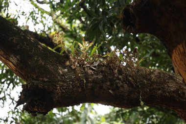 Hint İlaçlı Bitki Yaprakları makro shot 'ı