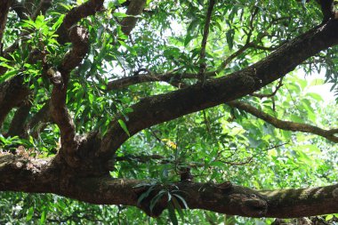 Hint İlaçlı Bitki Yaprakları makro shot 'ı