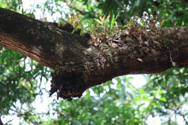Hint İlaçlı Bitki Yaprakları makro shot 'ı