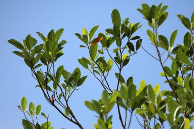Hint İlaçlı Bitki Yaprak makro shot 'ı