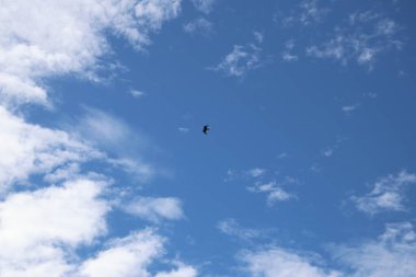 Kuş Kartal gökyüzünde uçuyor