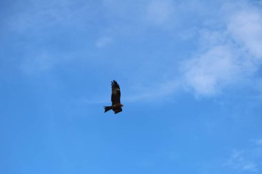 Kuş Kartal gökyüzünde uçuyor