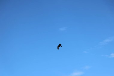 Kuş Kartal gökyüzünde uçuyor