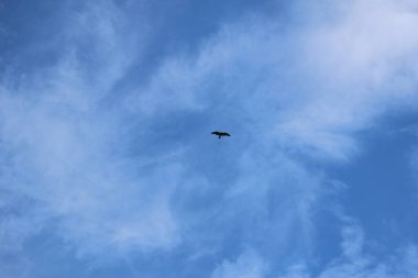 Kuş Kartal gökyüzünde uçuyor