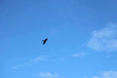 Kuş Kartal gökyüzünde uçuyor