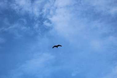 Kuş Kartal gökyüzünde uçuyor