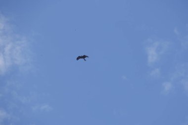 Kuş Kartal gökyüzünde uçuyor