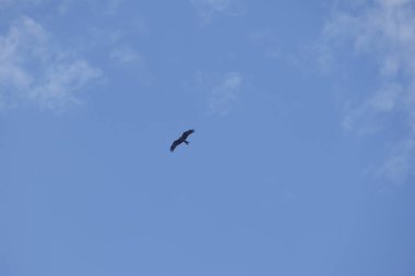 Kuş Kartal gökyüzünde uçuyor