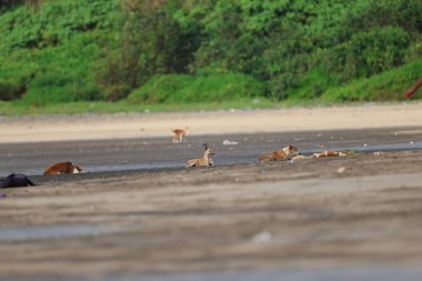 Sahildeki Sokak Köpekleri
