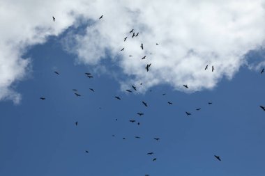 Kuş Kartal Grubu Gökyüzünde Uçuyor