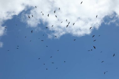 Kuş Kartal Grubu Gökyüzünde Uçuyor