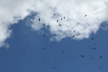 Kuş Kartal Grubu Gökyüzünde Uçuyor