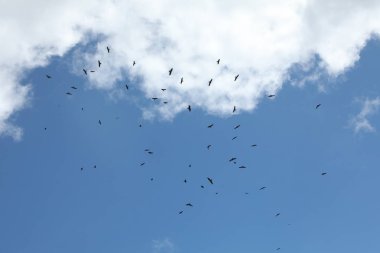 Kuş Kartal Grubu Gökyüzünde Uçuyor