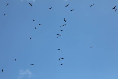 Kuş Kartal Grubu Gökyüzünde Uçuyor