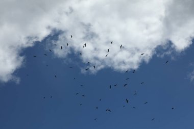 Kuş Kartal Grubu Gökyüzünde Uçuyor