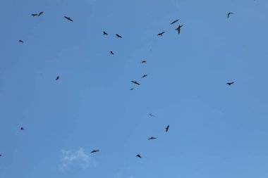 Kuş Kartal Grubu Gökyüzünde Uçuyor