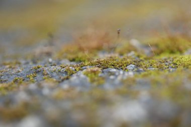 Hindistan sahilinde, taşın üzerinde yeşil yosun.