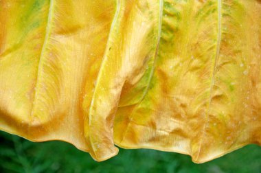 Hint İlaçlı Bitki Yaprak makro shot 'ı