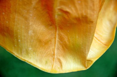 Hint İlaçlı Bitki Yaprak makro shot 'ı