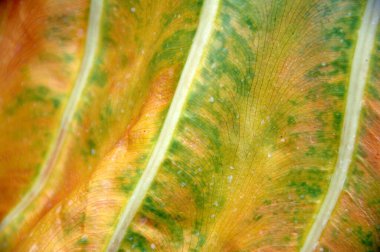 Hint İlaçlı Bitki Yaprak makro shot 'ı