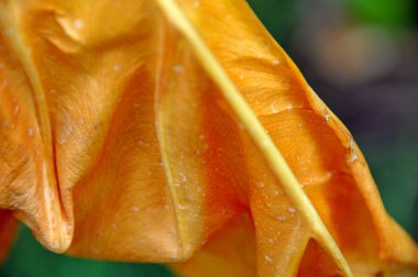 Hint İlaçlı Bitki Yaprak makro shot 'ı