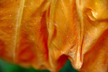 Hint İlaçlı Bitki Yaprak makro shot 'ı