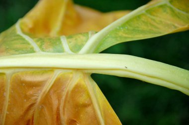Hint İlaçlı Bitki Yaprak makro shot 'ı