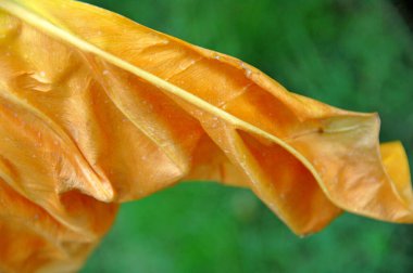 Hint İlaçlı Bitki Yaprak makro shot 'ı