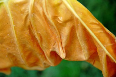 Hint İlaçlı Bitki Yaprak makro shot 'ı