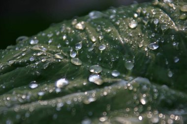 Yaprağın üzerine su damlaları