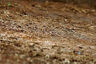 Tarlalarda Kuru Çamur dokusu