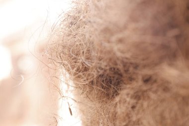 Kahverengi hindistan cevizi sütunu Macro shot