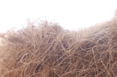 Kahverengi hindistan cevizi sütunu Macro shot