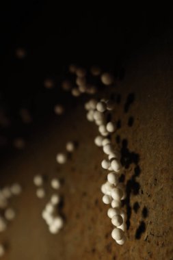 Örümcek ağına takılmış termokol topları