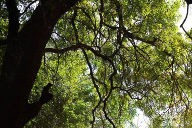 Hint İlaç Ağacı Yaprakları