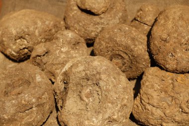 Hint pazarında fil yer elması sergileniyor.