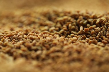 Yerel bir pazarda toplu olarak sergilenen çiğ çemen otu tohumları